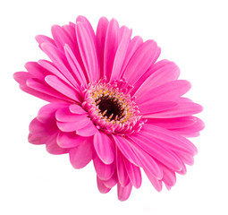 Canvas Print - Pink Gerbera flower