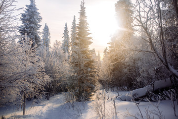 Evening in winter cold forest