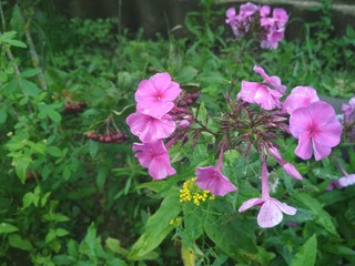 pink flowers in garden