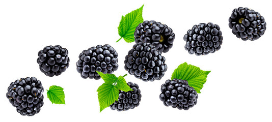 ripe blackberry isolated on white background