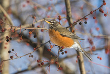 American Robin (Turdus Migratorius) Feeding In Winter