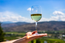 A Glass Of White Wine On Hand, Selective Focus Close Up View Against Vineyards Fields Blurred Background, Sunny Day Okanagan Valley, British Columbia