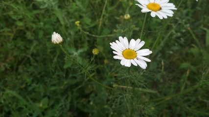 Wall Mural - daisies in grass