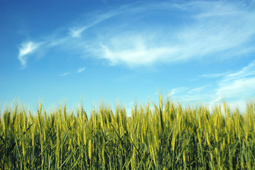 Green Wheat field and blue sky with clouds