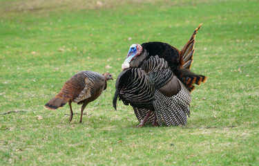 Wall Mural - male turkey and female turkey on the meadow