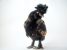 Exotic Funny Chicken. Pavlovsk Crested Chicken