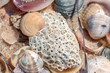 Variety of sea shells from beach. Mixed seashells background