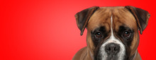 Boxer Dog With Brown Fur Hiding And Looking At Camera