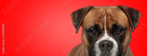 Fotografía boxer dog with brown fur hiding and looking at camera