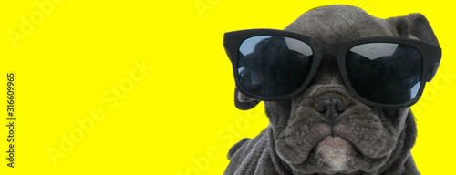 Fotografía american bully dog wearing sunglasses and being cool
