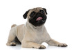 Lovely pug panting and looking forward