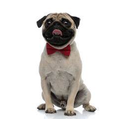 Wall Mural - Lovely pug wearing a red bowtie and panting