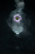 Wine glass with flower and ice with smoke on black background, concept of healthy lifestyle