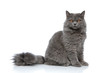 british longhair cat sitting one way and looking the other