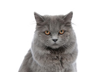 British Longhair Cat Sitting And Staring At Camera Serious