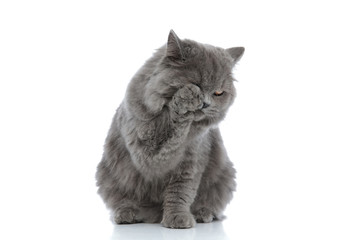 british longhair cat sitting and cleaning herself up