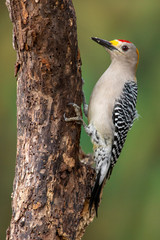 Wall Mural - Golden fronted woodpecker perched on a trunk home backyard feeder