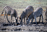 Fototapeta Sawanna - Zebra in Mana Pools National Park, Zimbabwe