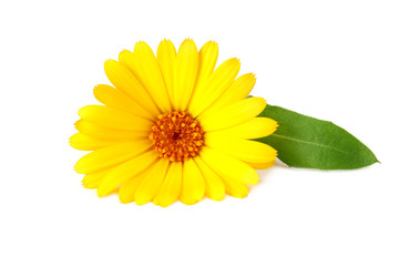 marigold flowers with green leaf isolated on white background. Calendula flower