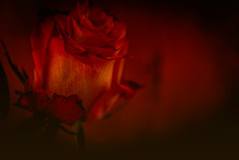 Single Rose In Red Dark And Moody, Romantic, Free Space 