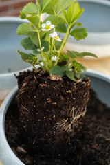 Strawberry plant