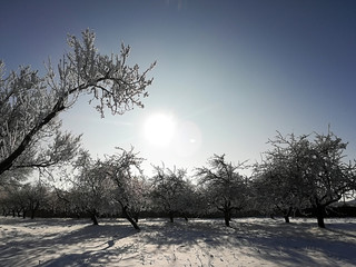 Canvas Print - Snow covered trees on a clear sunny winter day.