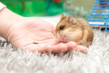 Fototapeta  - hamster in the hands
