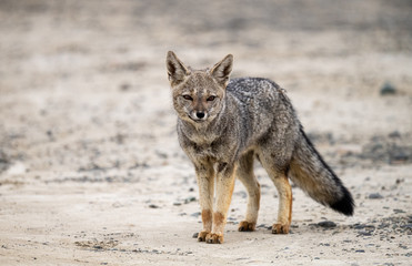 Patagonian Grey Fox