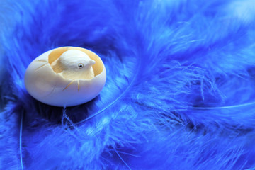 Wall Mural - Easter concept. Egg with chicken on blue bird feathers in trendy color on a blue background.