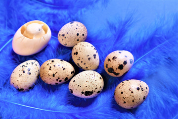 Wall Mural - Easter concept. Quail eggs on blue bird feathers in trendy color on a blue background.