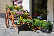 An Old Wooden Cart Full Of Potted Flowering Plants In Front Of A Flower Shop, Dronero, Cuneo, Piedmont, Italy