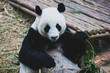 Image of a chinese panda bear eating bambusa looking in camera on nature background