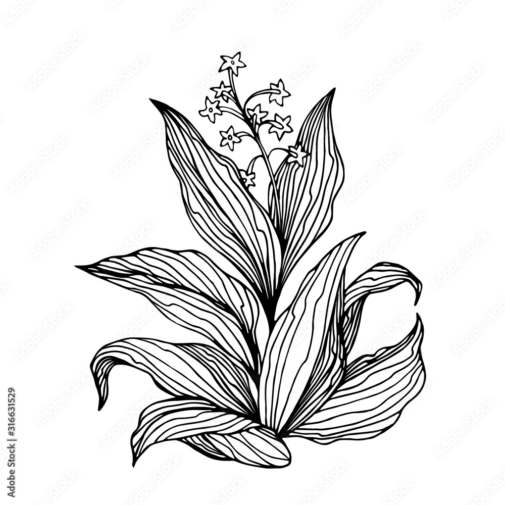 tobacco bush with flowers and leaves, agricultural plant, vector  illustration with black contour lines isolated on a white background in the  style of doodle and hand drawn Stock Vector
