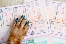 The Dog Paw On Two Passports With Visa And Customs Checking. Tourism Concept, Travel With Dogs