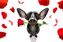 Valentines Wedding Dog In Love