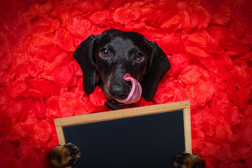 Poster - valentines wedding dog in love