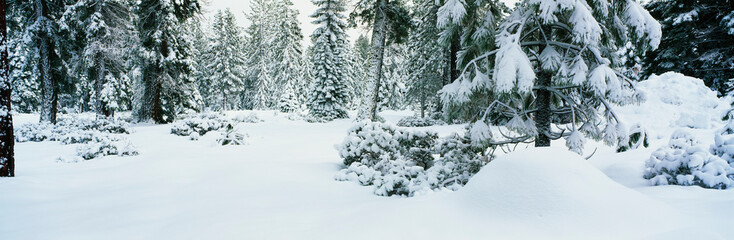 Wall Mural - This shows trees after a winter snow storm. The snow covered the branches and sides of the trees.