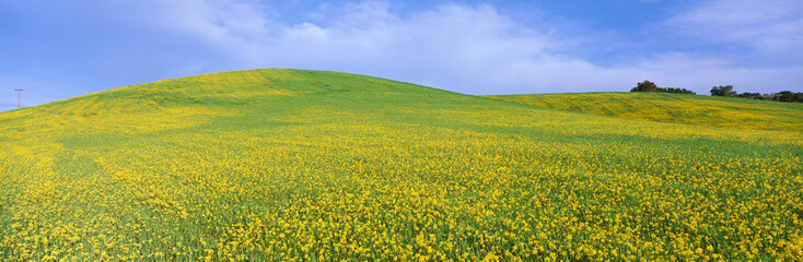 Wall Mural - This is a field of yellow mustard plants in spring.