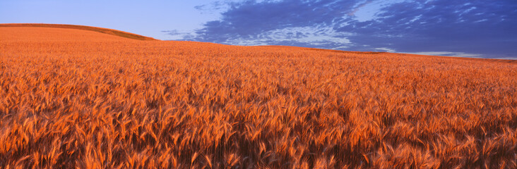 Wall Mural - This is a golden field of wheat.