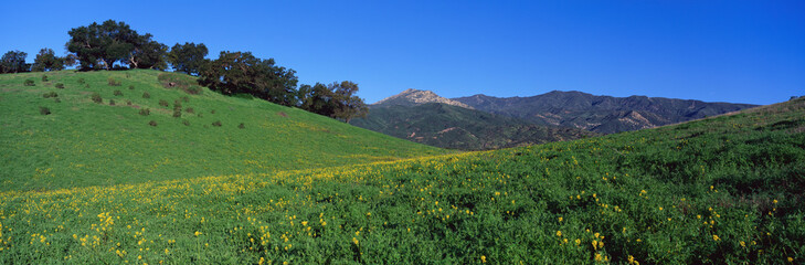 Wall Mural - This is a the view toward Santa Barbara along Route 150. There are spring wildflowers growing in a field with live oaks in the distance. The Topa Topa Mountains are in the background.