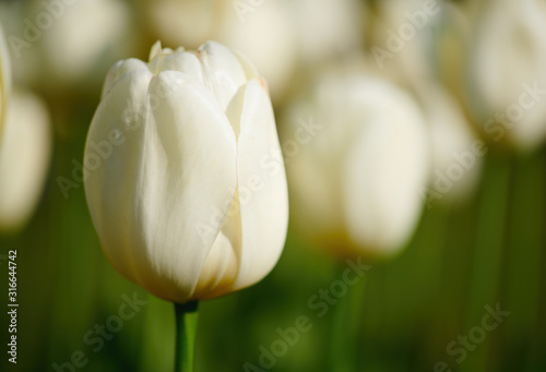 Dekoracja na wymiar  biale-tulipany-symbol-czystosci-i-wiosny