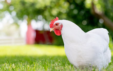 A Free-range Rhode Island White Hen Chicken Foraging For Food On A Farm.
