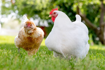 A free-range Rhode Island White hen chicken foraging for food on a farm.