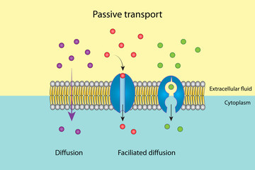 Passive transport