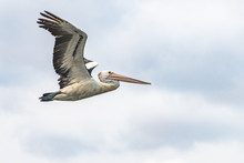 Pelican Flying In The Sky