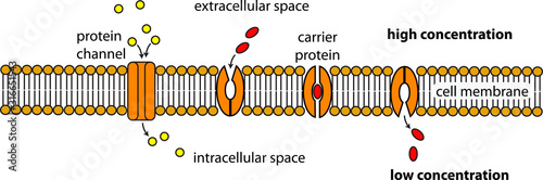 Cuadros en Lienzo facilitated diffusion cell membrane diagram