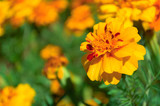 Fototapeta Kosmos - Marigolds shades of orange in the garden