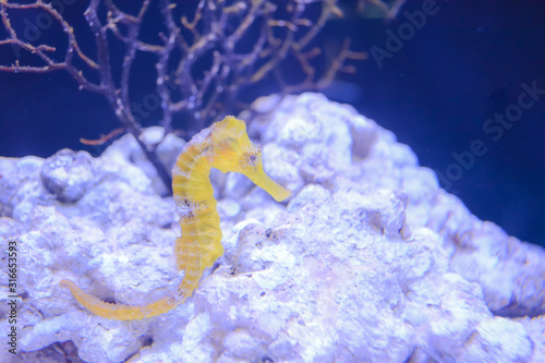 水族館に水槽を泳ぐタツノオトシゴ Foto De Stock Adobe Stock
