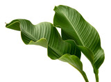 Fototapeta  - Canna indica leaf, (Indian shot,Butsarana), Exotic tropical leaf,  isolated on white background with clipping path.