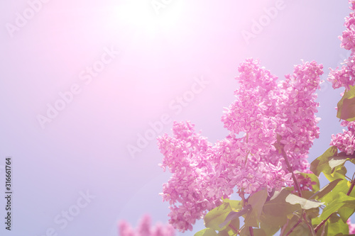 Springtime bunches of lilac blossoms on branches
